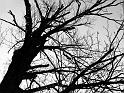 Ciclo-ausente
