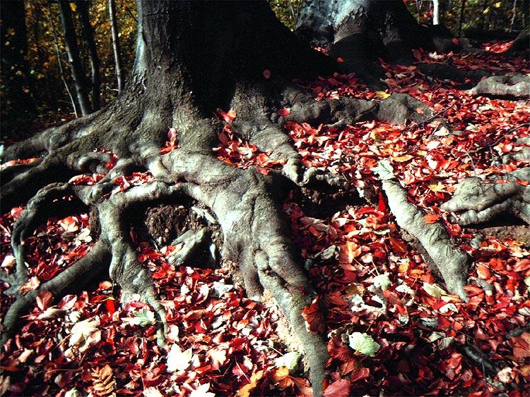 Raices.jpg