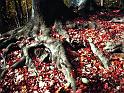 Raices