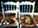 Siesta-en-compañia